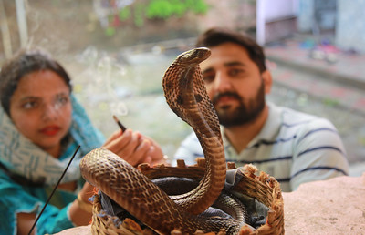 Connaître les avantages d’offrir du lait aux serpents sur Nag Panchami 2023
