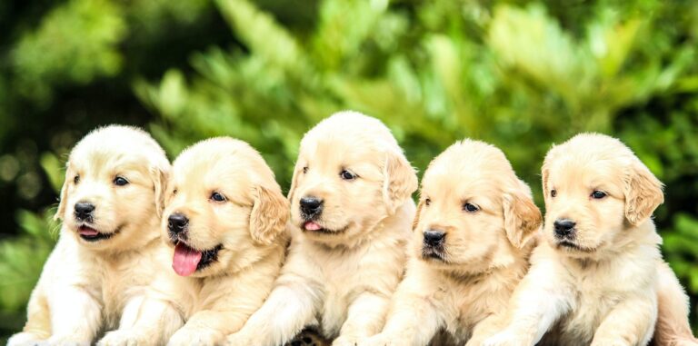 Les 5 principaux signes du zodiaque qui aiment les chiens