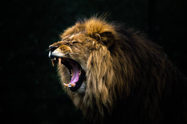 Quel signe du zodiaque s’adapte le mieux au Lion ?