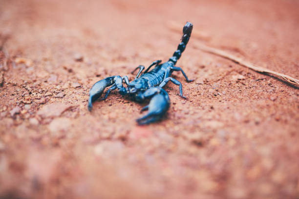 Un Scorpion se soucie-t-il des sentiments des autres ?