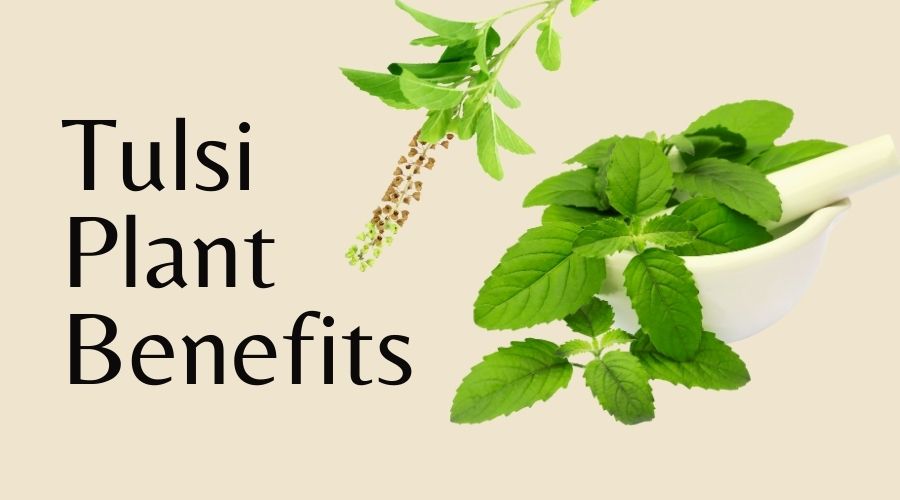 tulsi plant