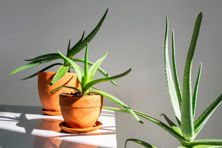 L'Aloe vera élimine les mauvaises énergies : comment la préparer à la protection