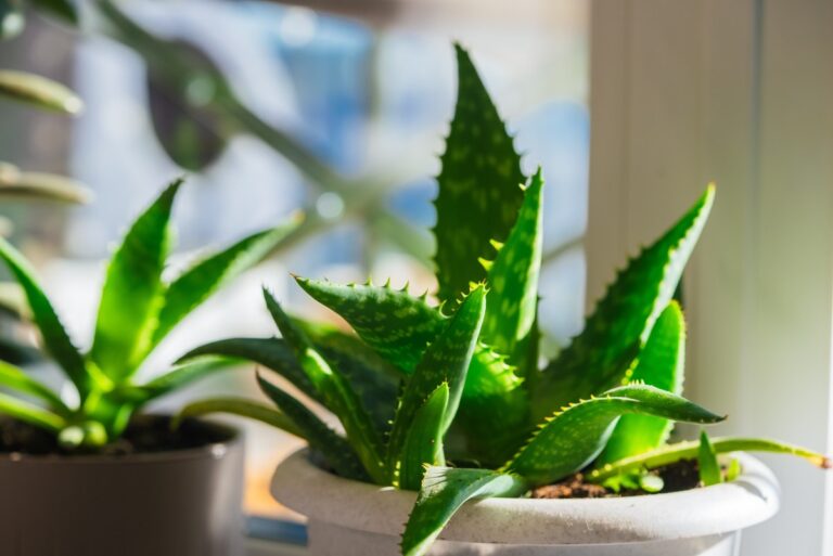 5 plantes d'intérieur pour protéger la maison de tous les maux