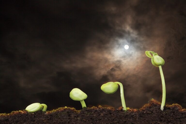 Les meilleures phases de la Lune pour semer et transplanter des plantes