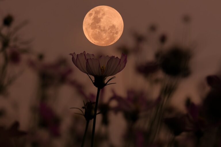 Lune fleurie en mai 2026 : ce qu'elle présage pour votre signe du zodiaque