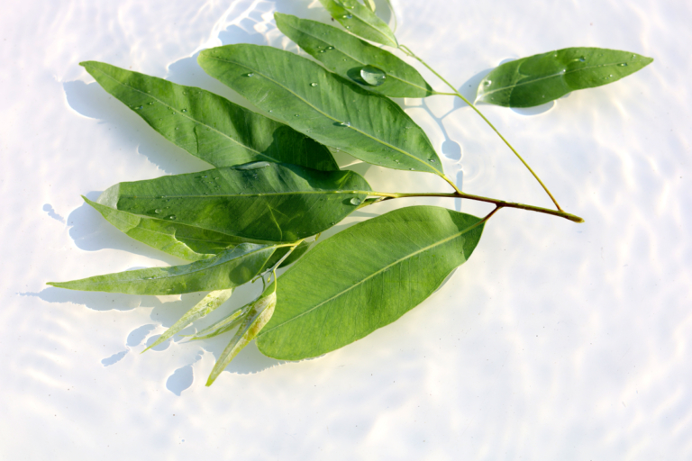 Utiliser l'eucalyptus comme amulette spirituelle : sachez ce qu'il fait fuir