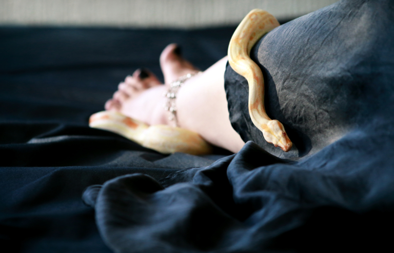 Rêver de serpents a une signification positive et négative : qu’est-ce que c’est ?