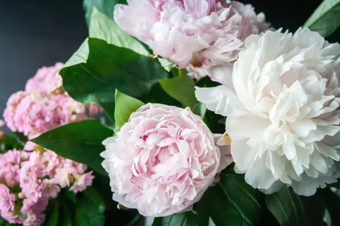 Pivoines/Photo Pixabay