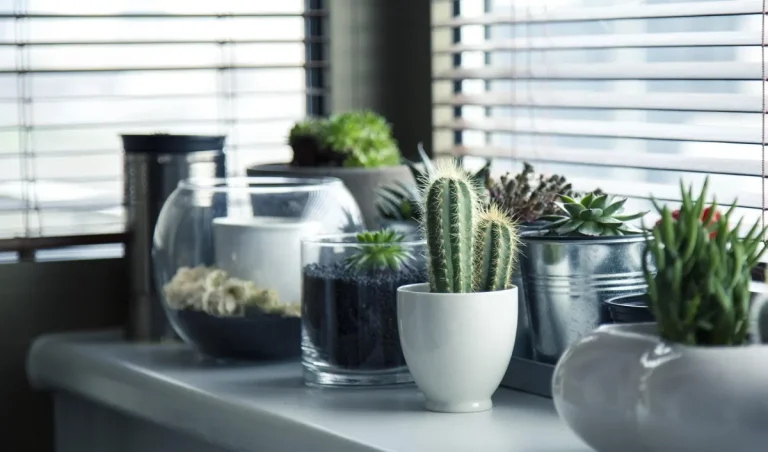 Les plantes qui transforment votre maison selon le Feng Shui : signification et localisation
