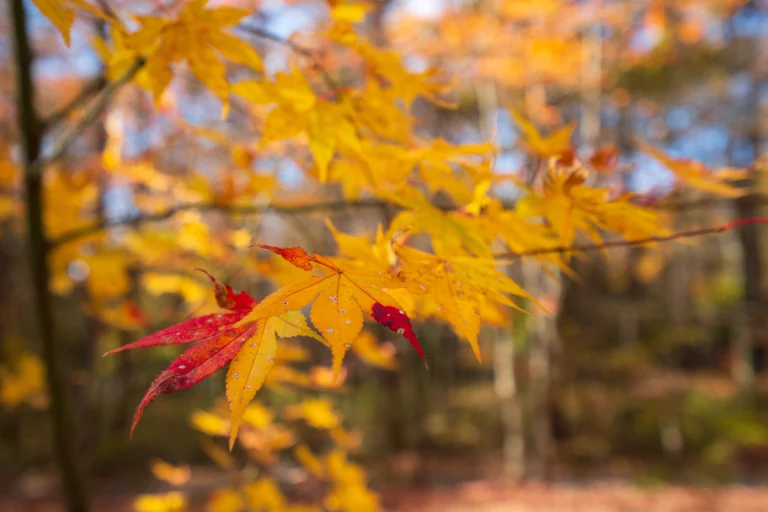 L&rsquo;équinoxe d&rsquo;automne 2026 dans le spirituel : quelle est sa signification